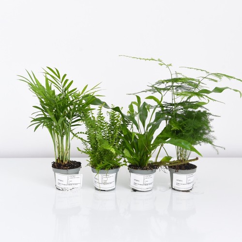 Green houseplant starter - green,