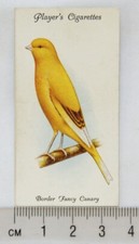 1933 John Player & Sons Aviary & Cage Birds 7 Border Fancy Canary