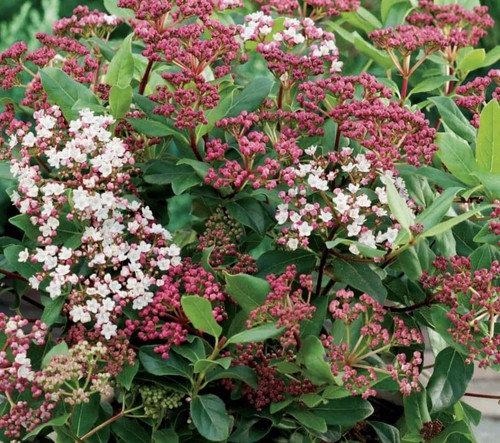 Viburnum tinus eves price - tinus,