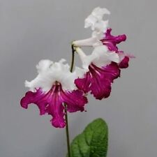 Streptocarpus PK-Niobe-Plug