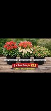 Pieris Bundle – Forest