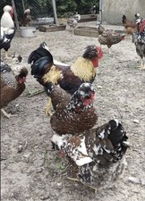6x Quality Swedish Flower , Large Fowl,   ,,NOT LIVE ANIMAL’’ ??✅