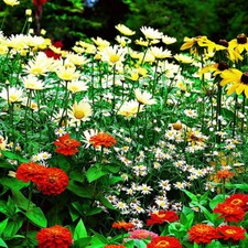 Ultimate Floral Display Pure Wildflower Mix 81 Annuals & Perennials Meadow