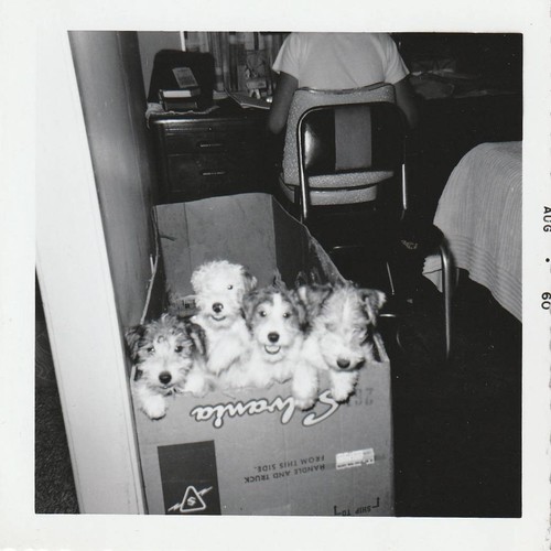 Photo snapshot black white - photo, &