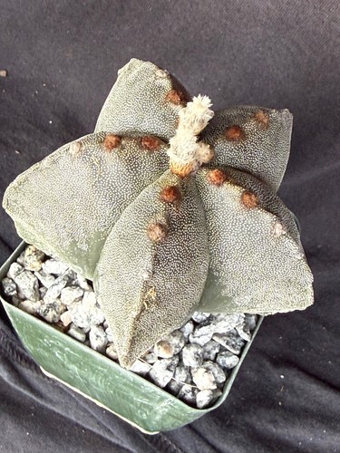 Astrophytum myriostigma - ,