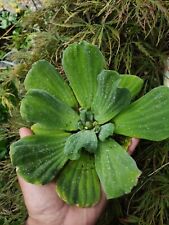 5x LARGE WATER LETTUCE FLOATING KOI POND PLANT PISTIA STRATIOTES XL / BIG  JUMBO