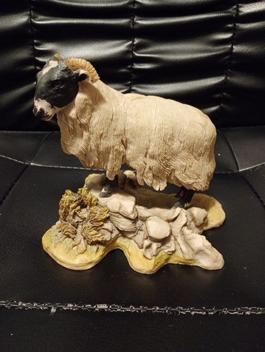 Teviotdale sheep ram - teviotdale, sheep/ram