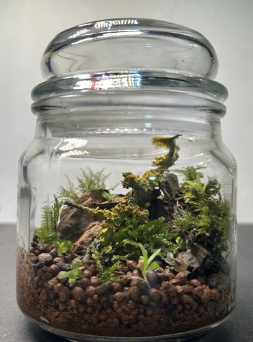Pinguicula jar - (butterwort),