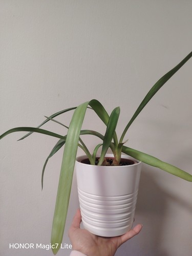 Clivia houseplant - clivia,