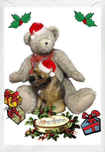 Border terrier and teddy bear - border,