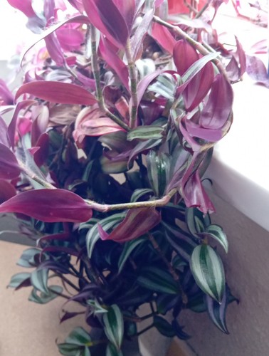3stems tradescantia plants - 3stems, of