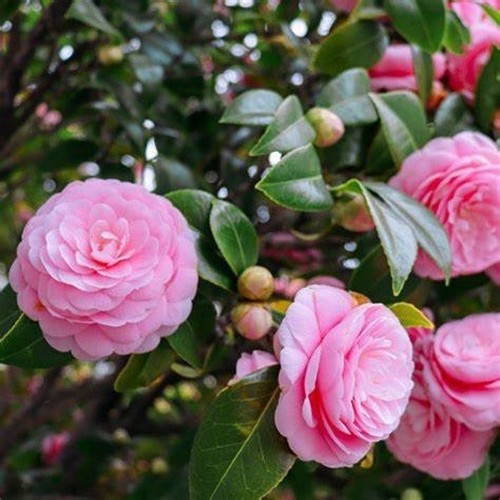 Camellia pink flowering plant - pink,