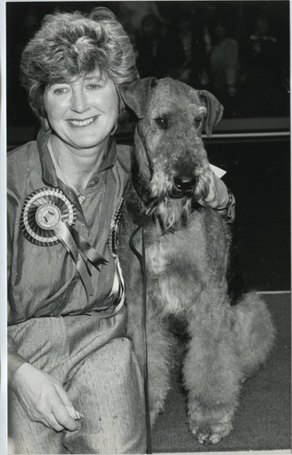 Crufts airedale terrier ginger - airedale,
