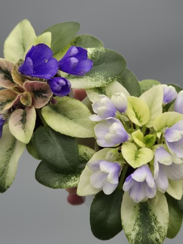 Rare miniature plant - rare,
