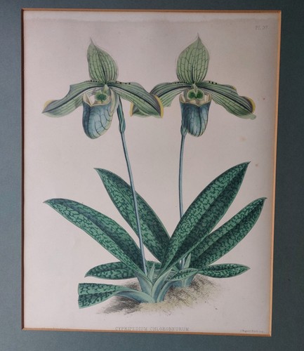 John nugent fitch orchid album - john,