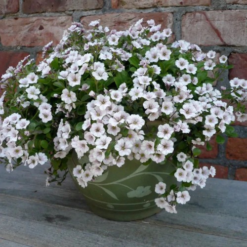 Gypsophila cerastoides - 2x,