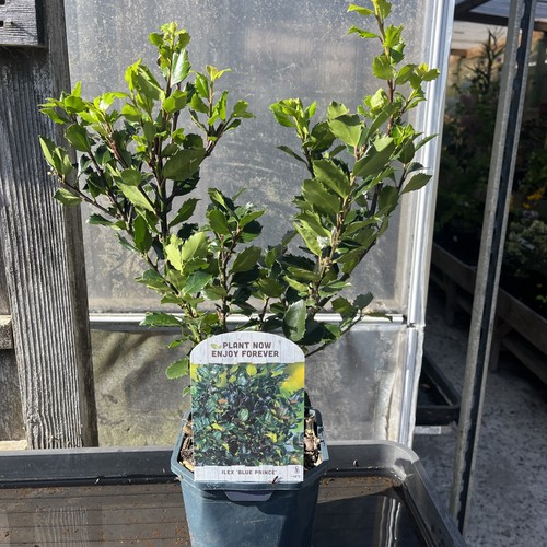 Ilex meserveae blue - prince',