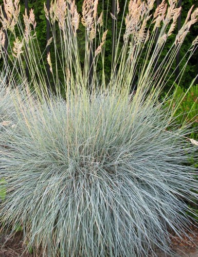 Blue fescue grass plug - grass,