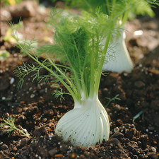Fennel Seeds, Florence