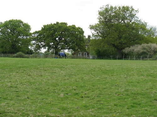 Photo 6x4 horse grazing - photo,