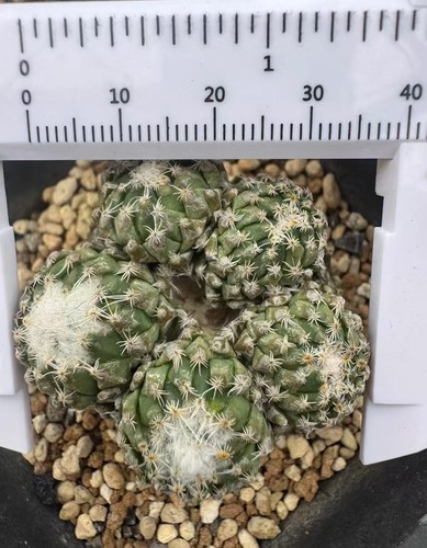 Raresucculent plant - raresucculent,