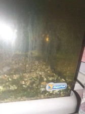 Aquarium Tank with fishes, snails, gravel etc.