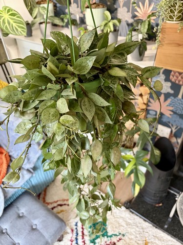 Hoya krohniana eskimo - krohniana, super