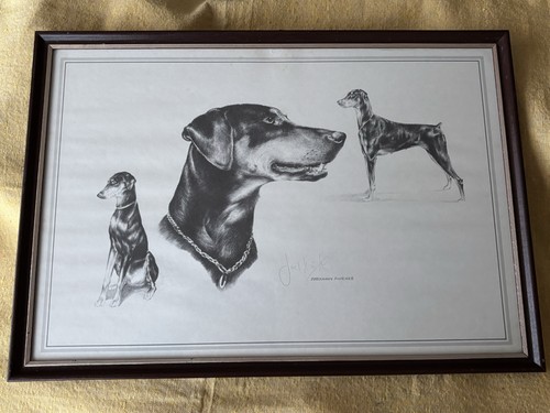 Vintage doberman pinscher - doberman,