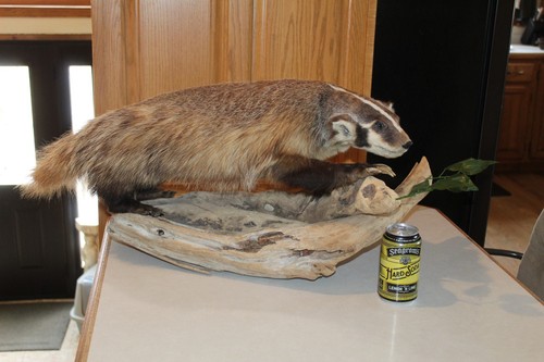 Badger mount taxidermy - badger,