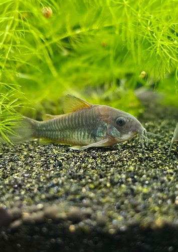 Bronze corydoras inches - bronze, 2