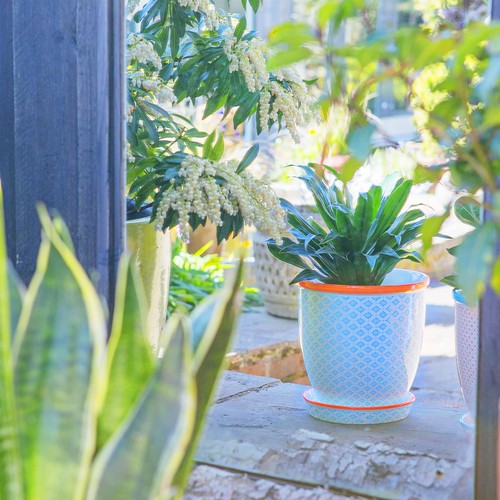 Stoneware plant pot with - plant,