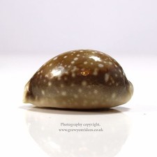 Cowrie Deer Pacific deer -