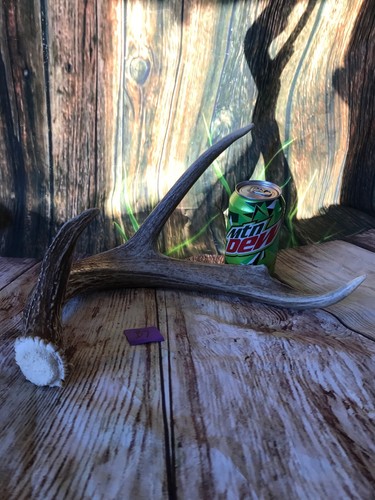 Huge point whitetail deer - huge,