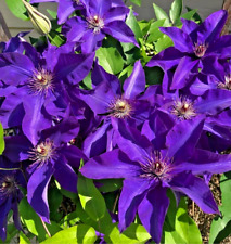 Clematis 'The President' Hardy Garden Climber Plant Flowering Shrub 1 LTR Pot
