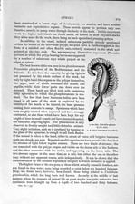 Old Antique Print Natural