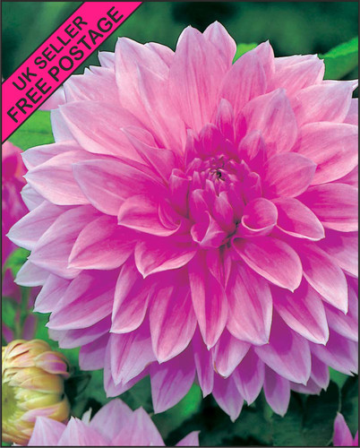 Decorative dinnerplate dahlia - decorative,
