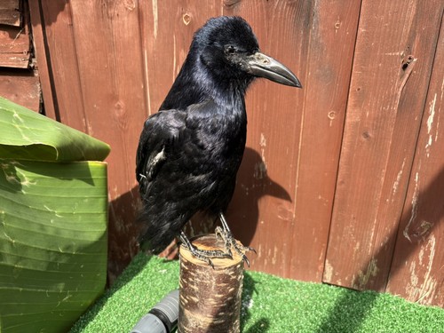Taxidermy rook crow - .,