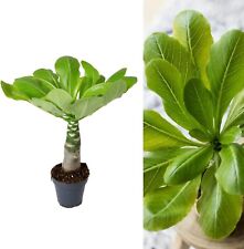 Brighamia insignis 'Hawaiian