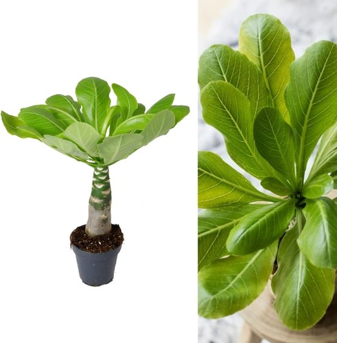 Brighamia insignis hawaiian - insignis, 'hawaiian