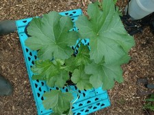 Large plant peltiphyllum - large,