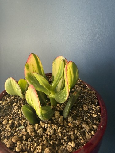 Crassula ovata salona rare - crassula, 1-2