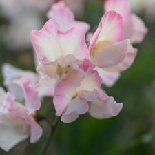 10 SWEET PEA MOLLIE RILSTONE