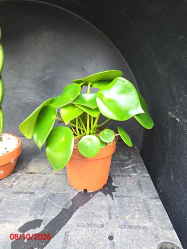 Chinese money plant - money,