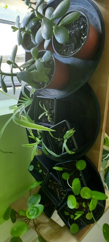 Beginners houseplant bundle - beginners,