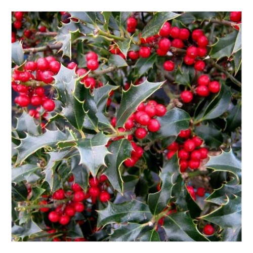 Ilex aquifolium alaska holly - ilex,