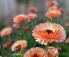 Calendula officinalis 'Sherbet Fizz' (Pot Marigold) SEEDS •Spring-Summer Flowers
