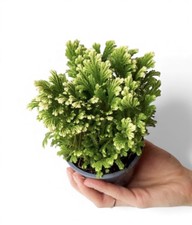 Selaginella martensii 'Jori' -