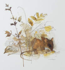 Yellow-Necked Field Mouse Print By Mads Stage Wildlife Art Illustration