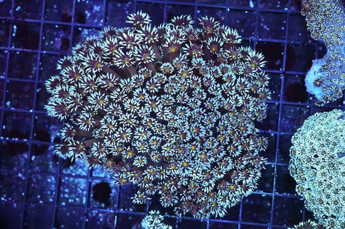 Teal goniopora coral colony - goniopora,