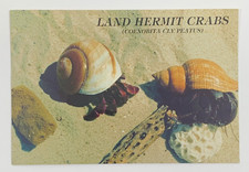 Land Hermit Crabs Postcard